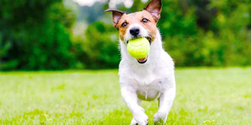 テニスボールを銜えた犬