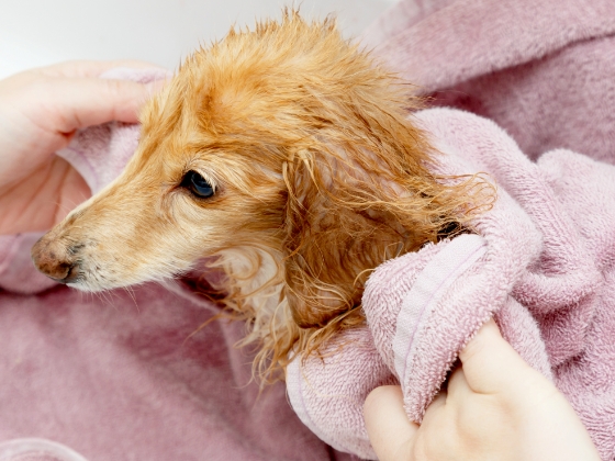 シャンプー後の犬